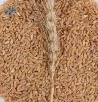 Wheat