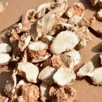 Sand Ginger (Kaempferia Galangal)