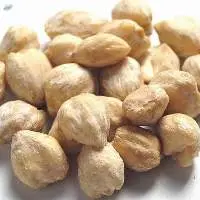 Candlenut
