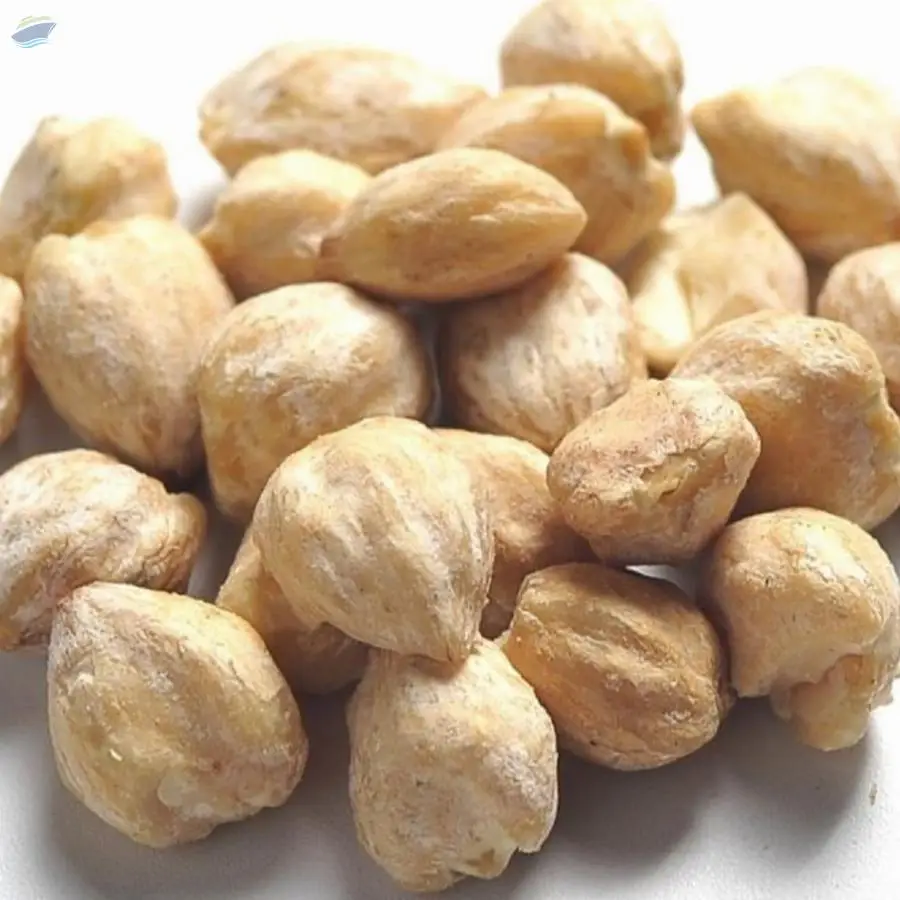 Candlenut