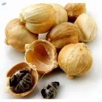 White Cardamom
