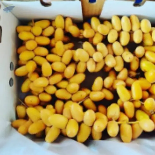 Fresh Yellow Barahi Dates