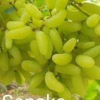 Grapes/ Farm Fresh Grapes
