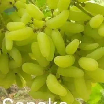Grapes/ Farm Fresh Grapes