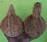 Semi Husked Coconuts from India