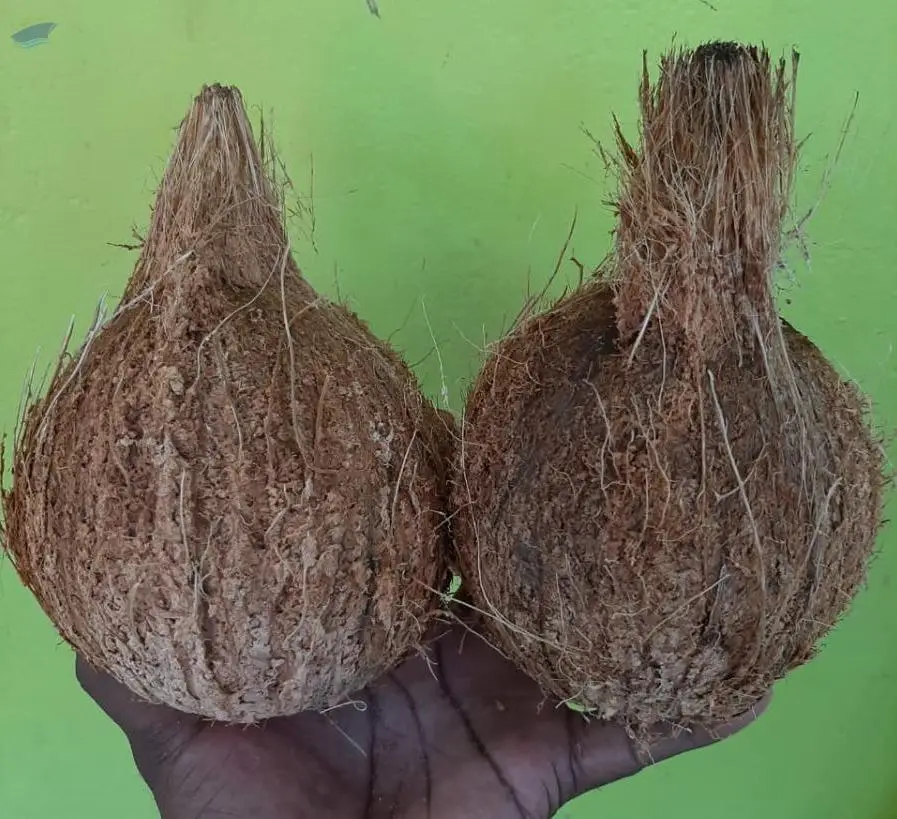Semi Husked Coconuts from India