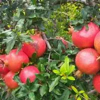 Fresh Pomegranate