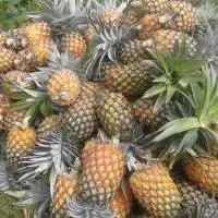 Fresh Pineapple