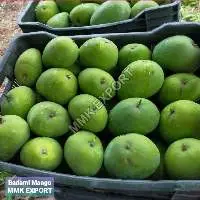 Fresh Badami Mango