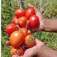 Tomato