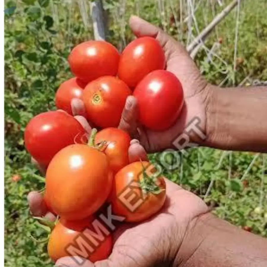 Tomato