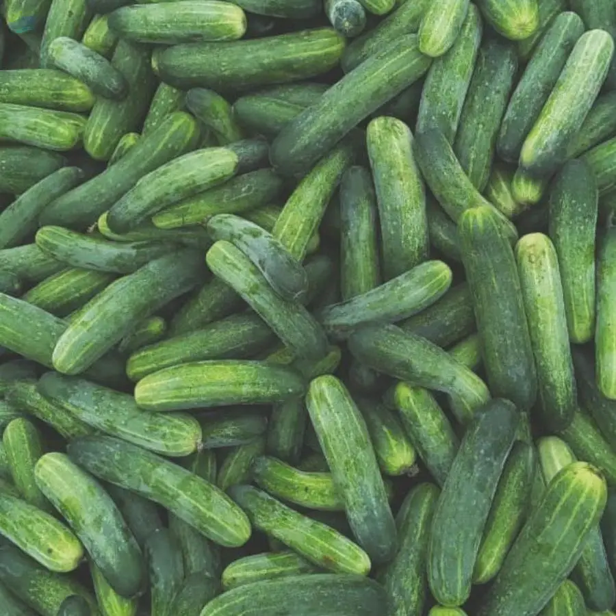 Fresh Cucumber