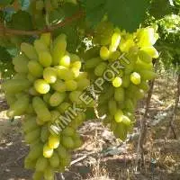 Green Grapes