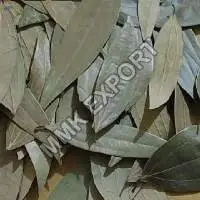 Dried Bay Leaves