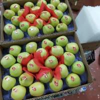 Apples