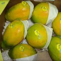 Papaya