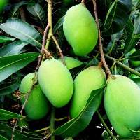 Mangoes