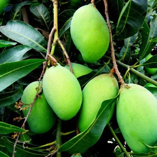 Mangoes