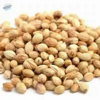 Coriander Seed