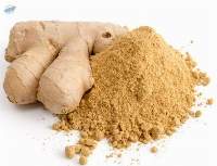 Ginger