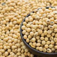 Commodity: GMO / Non-GMO Soy Bean