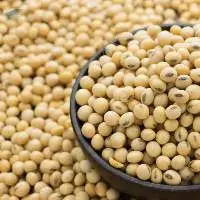 Commodity: GMO / Non-GMO Soy Bean