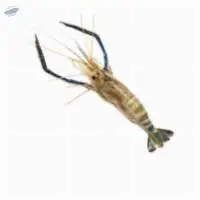 Giant Freshwater Prawn