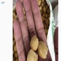 Candlenut