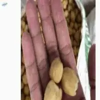 Candlenut