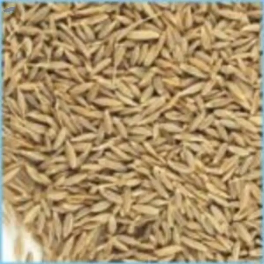 Cumin Seeds