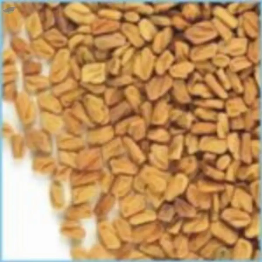 Fenugreek Seeds, Trigonella Foenum-graecum