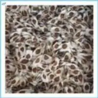 Moringa Dry Seeds