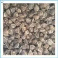 Seeds (Wingless)