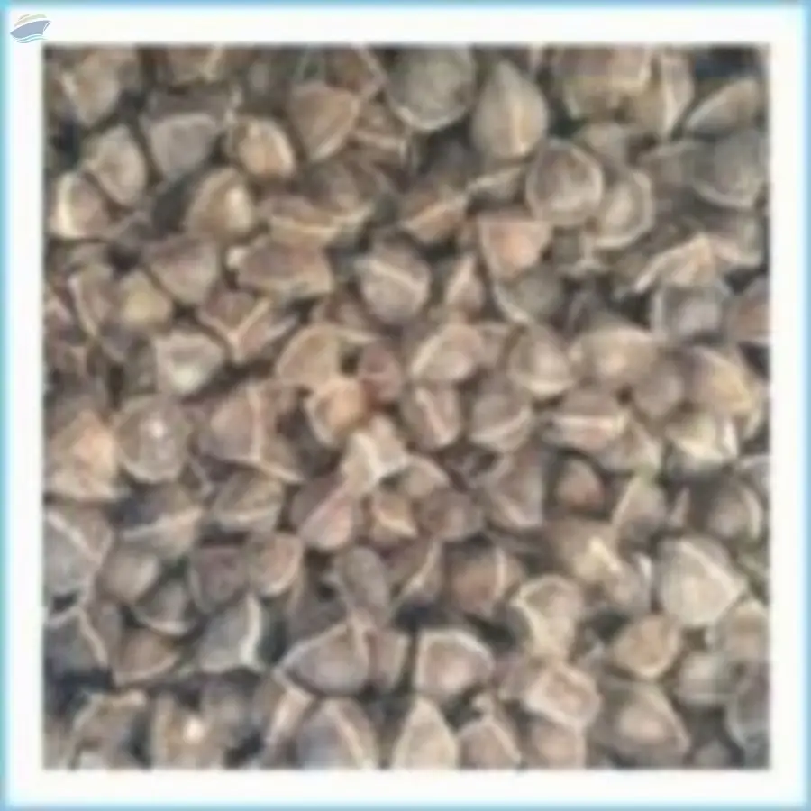 Seeds (Wingless)