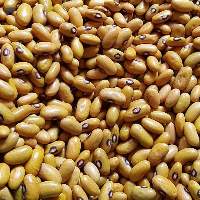 Yellow Beans