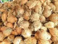 Semi Husked Coconut