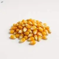 Premium Yellow Maize Corn for Bulk Export