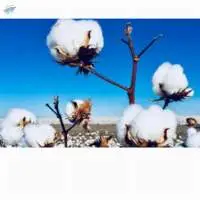 Indian Cotton