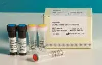 PaxView COVID-19 real-time RT-PCR Kit