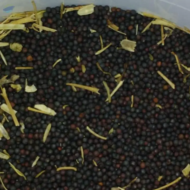 Crude Rapeseed Oil