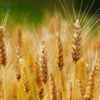Wheat