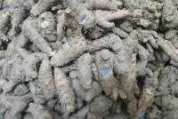 Black Turmeric