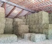 Timothy / Orchard hay