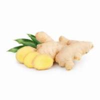 HBN Indonesia Fresh Giant Ginger Root