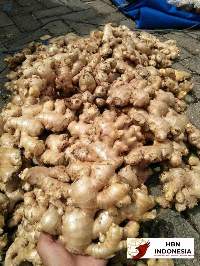 HBN Indonesia Fresh Organic Giant Ginger Root