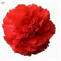 Red Carnations