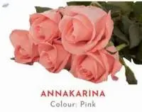 Annakarina Rose