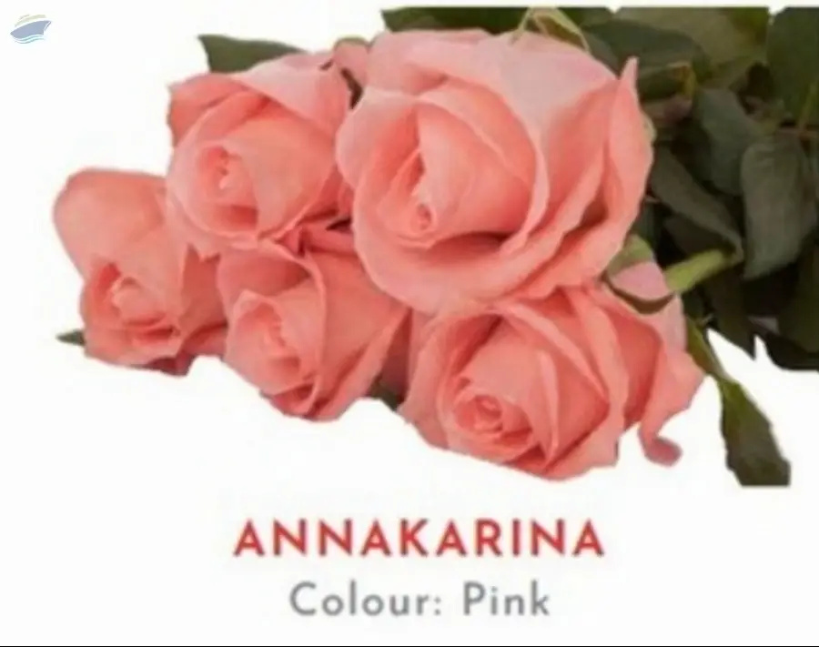 Annakarina Rose