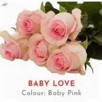 Baby Love Rose