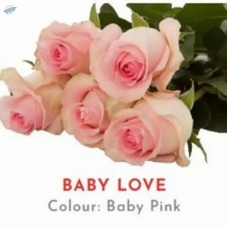 Baby Love Rose